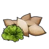 Semi di lattuga